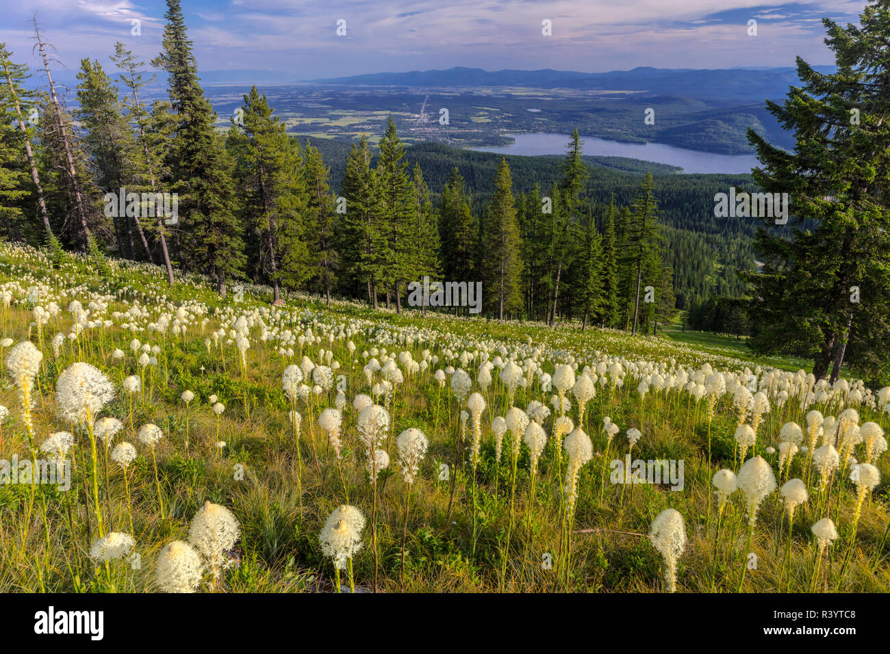 Epic beargrass bloom on Big Mountain, Whitefish, Montana