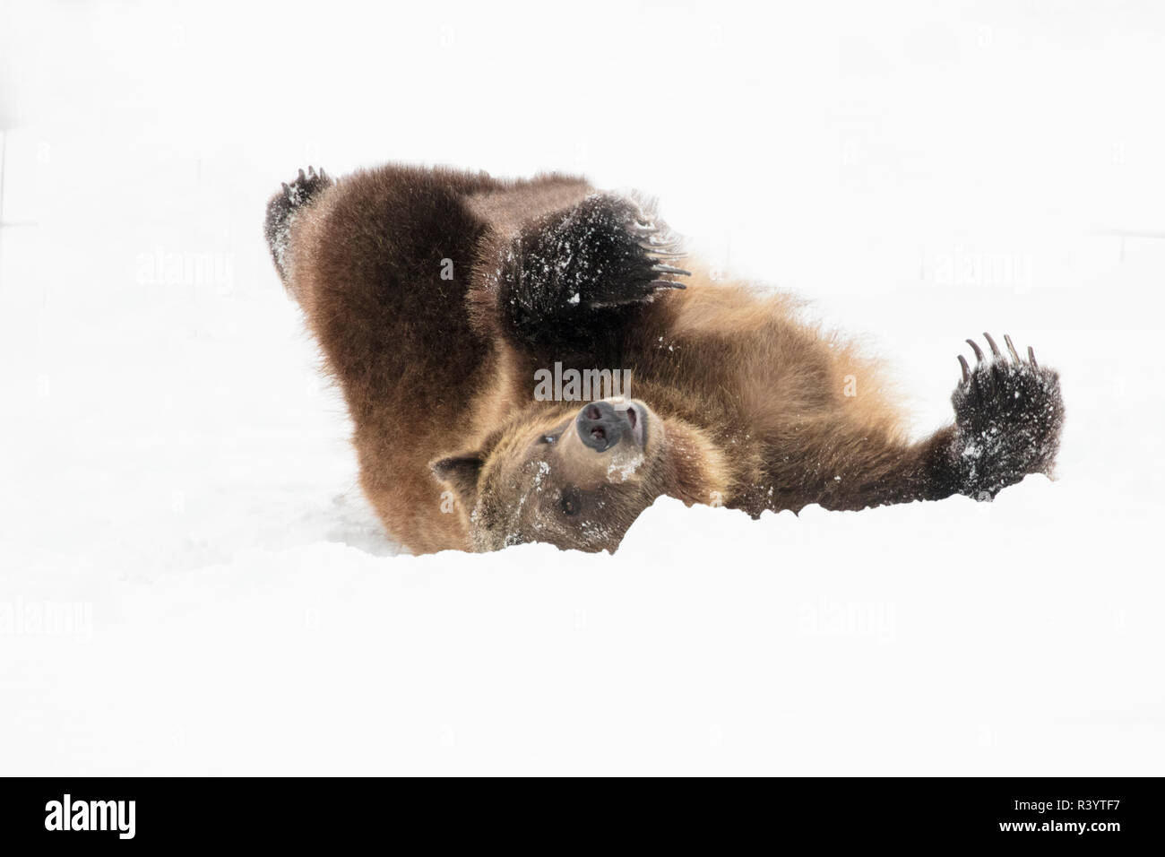 Captive grizzly bear at the Grizzly and Wolf Discovery Center in West Yellowstone, Montana, USA Stock Photo