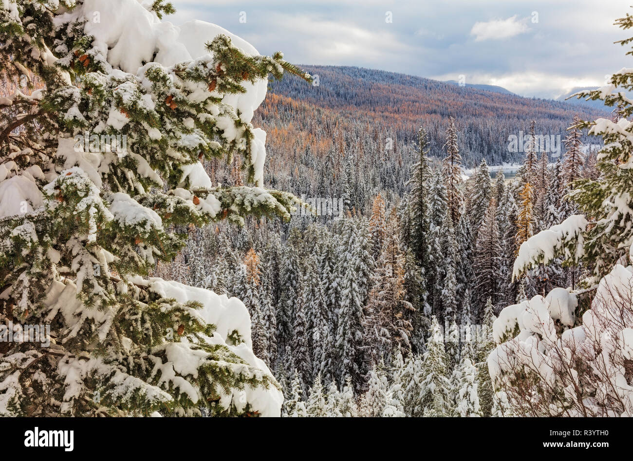 Fresh snow above Hungry Horse Reservoir in the Flathead National Forest, Montana, USA Stock Photo