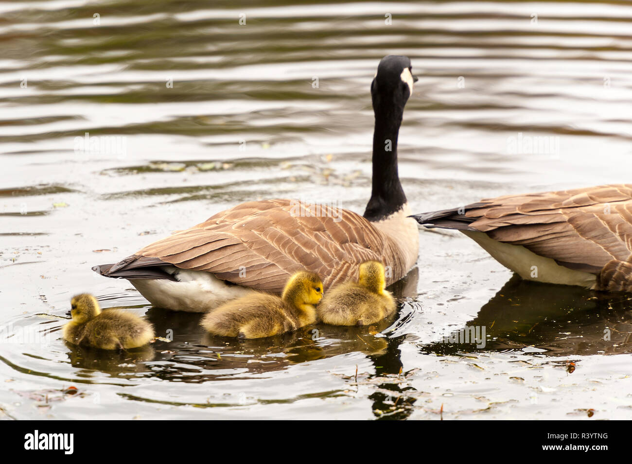 Baby Canada Geese following their mother Stock Photo Alamy