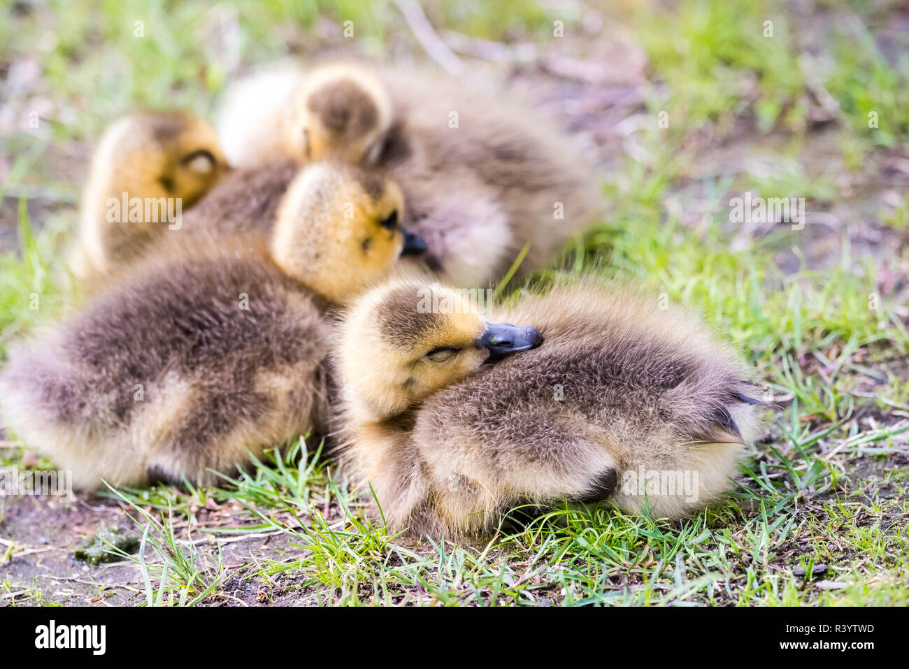 Baby Canadian Geese Stock Photo - Alamy