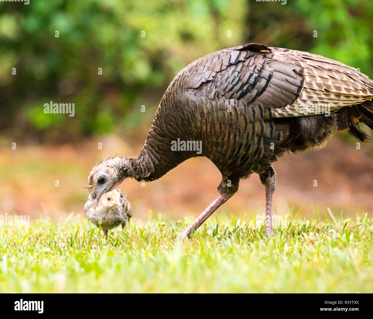 Baby Turkey With Mom Stock Photo 226191026 Alamy