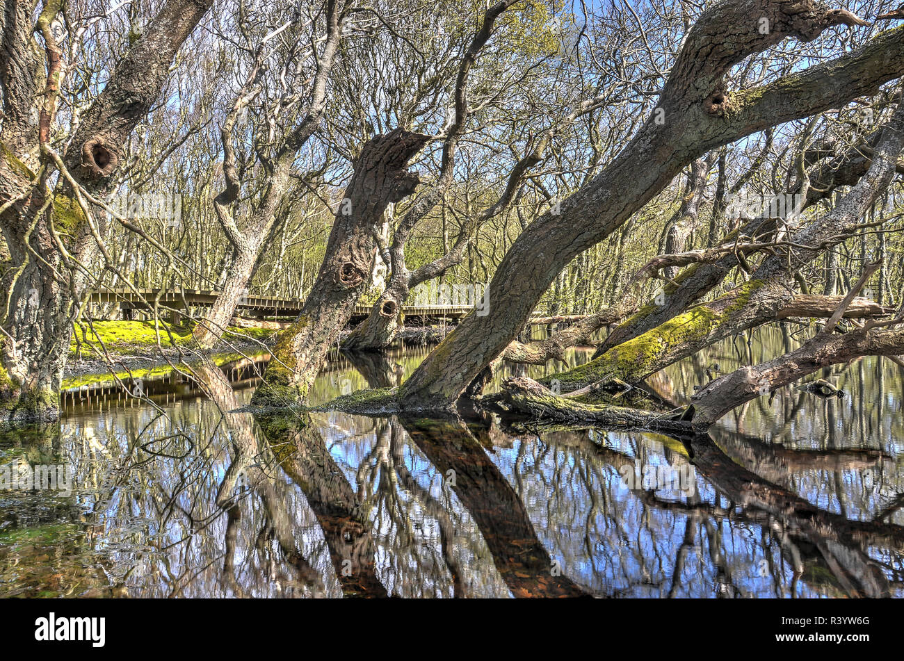 Amrum, Germany, May 2, 2015: capricious tree trunks growing from and reflecting in a pond in the nature reserve around the historical Meeram Vogelkoje Stock Photo