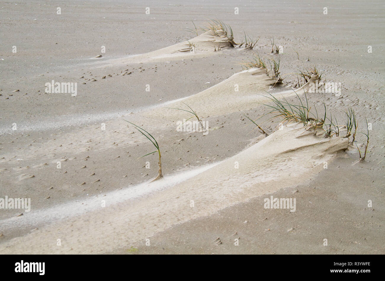 Embryo dune development: Sand couch grass on a very small dune on a stormy beach Stock Photo