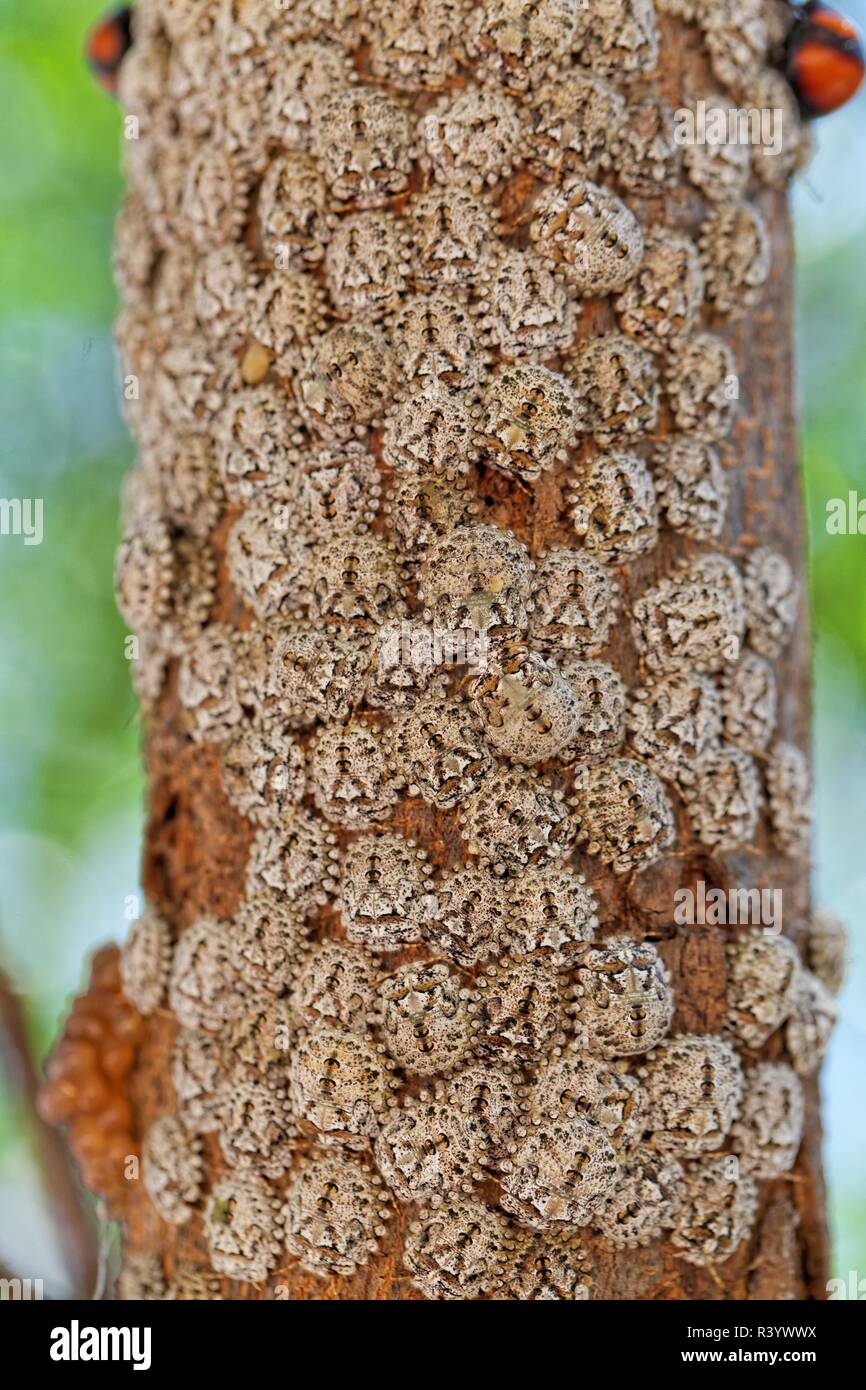 nymphs of ball bugs Stock Photo - Alamy