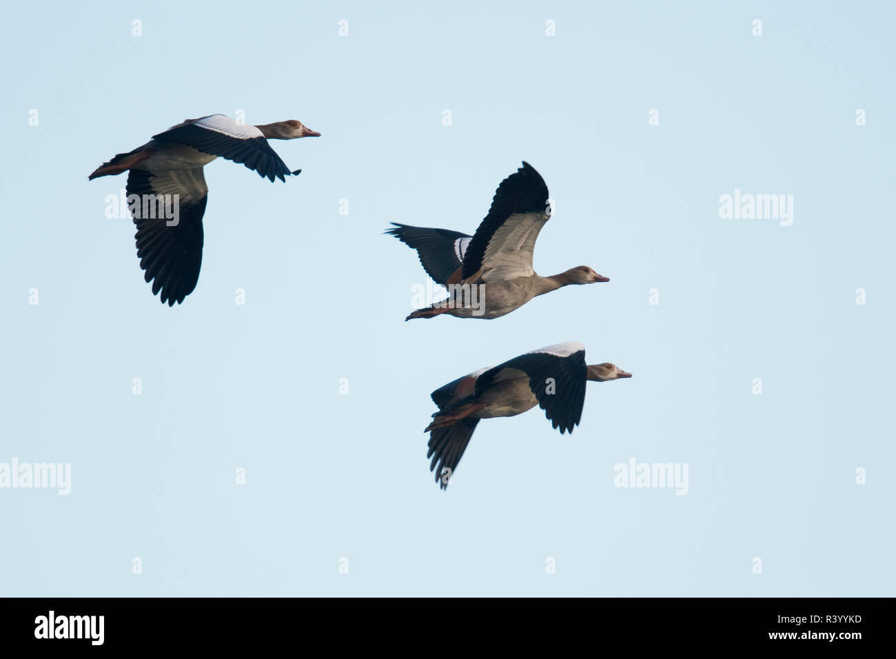 Egyptian geese (Alopochen aegyptiacus), flying, bird migration, nature ...