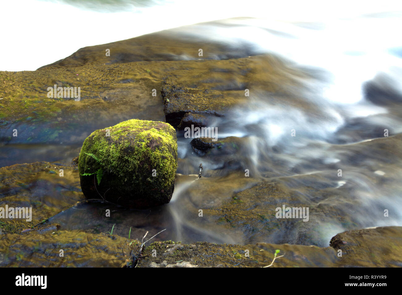 Moss covered rock, Alsea River, Alsea River Recreation Area, Oregon
