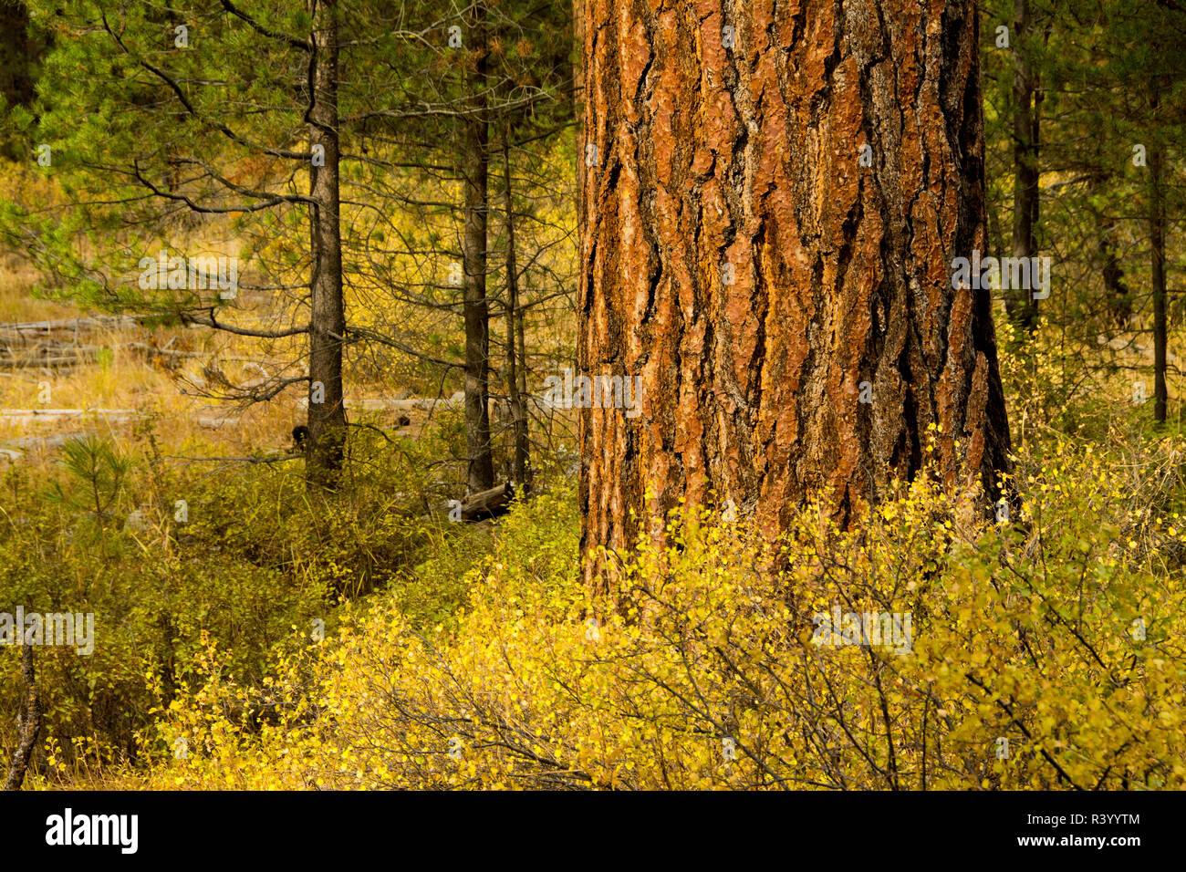 Early Autumn, La Pine State Park, Oregon, USA, ponderosa pine, La Pine State Park, Oregon, USA Stock Photo