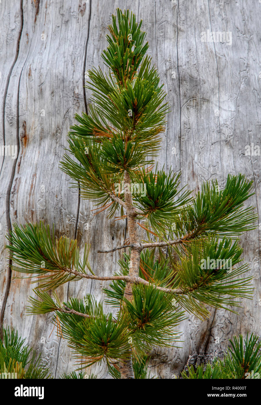 USA, Oregon, Deschutes National Forest. young Ponderosa Pine. Stock Photo