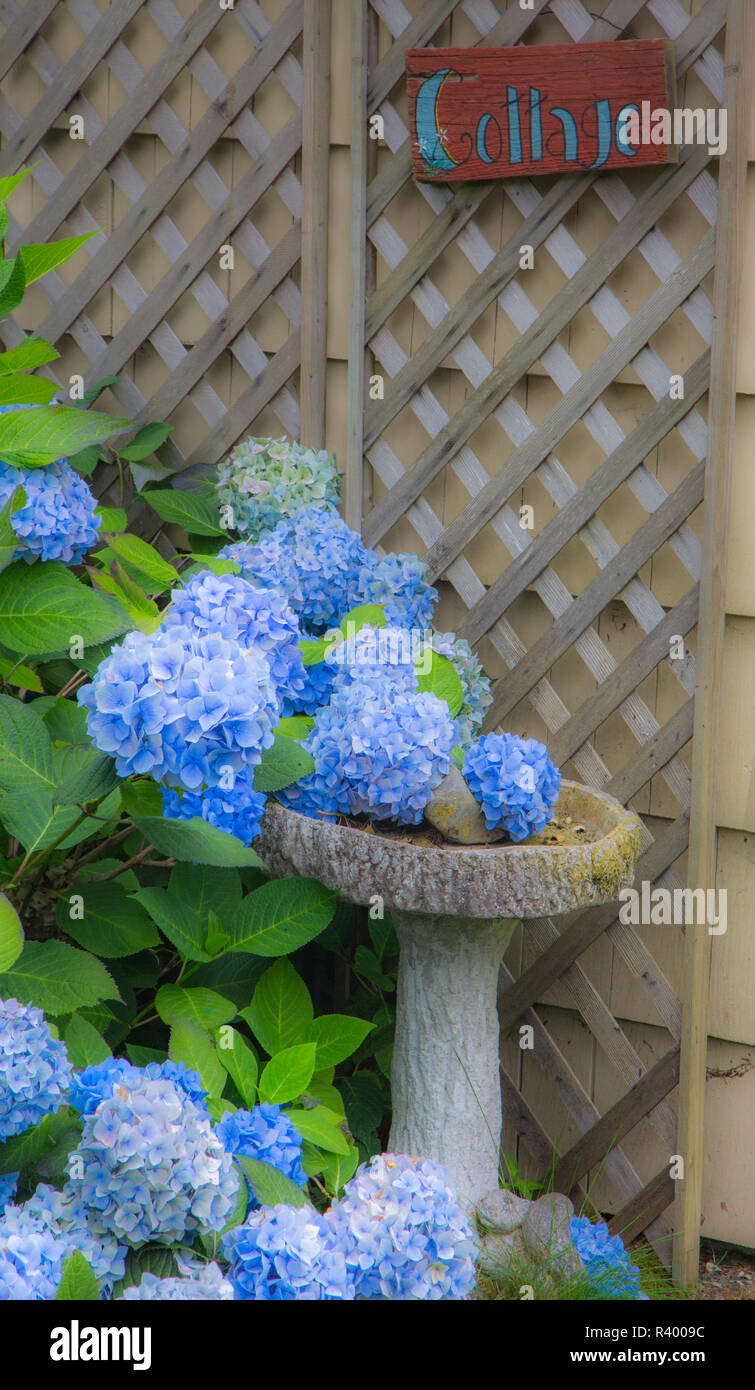 Blue hydrangea bird bath in a garden in Cannon Beach, Oregon Stock