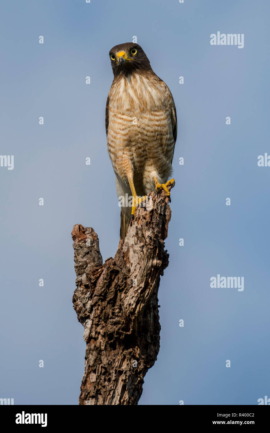 Roadside hawk (Rupornis magnirostris) sits on deadwood, adult on hold, Pantanal, Mato Grosso, Brazil Stock Photo