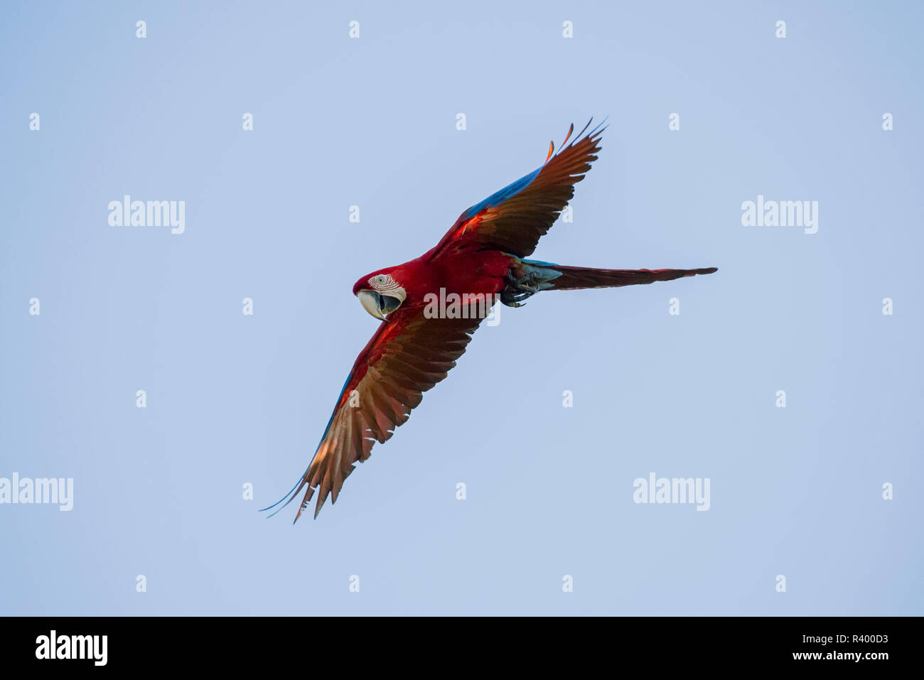 Red-and-green macaw (Ara chloropterus) in flight, Pantanal, Mato Grosso do Sul, Brazil Stock Photo