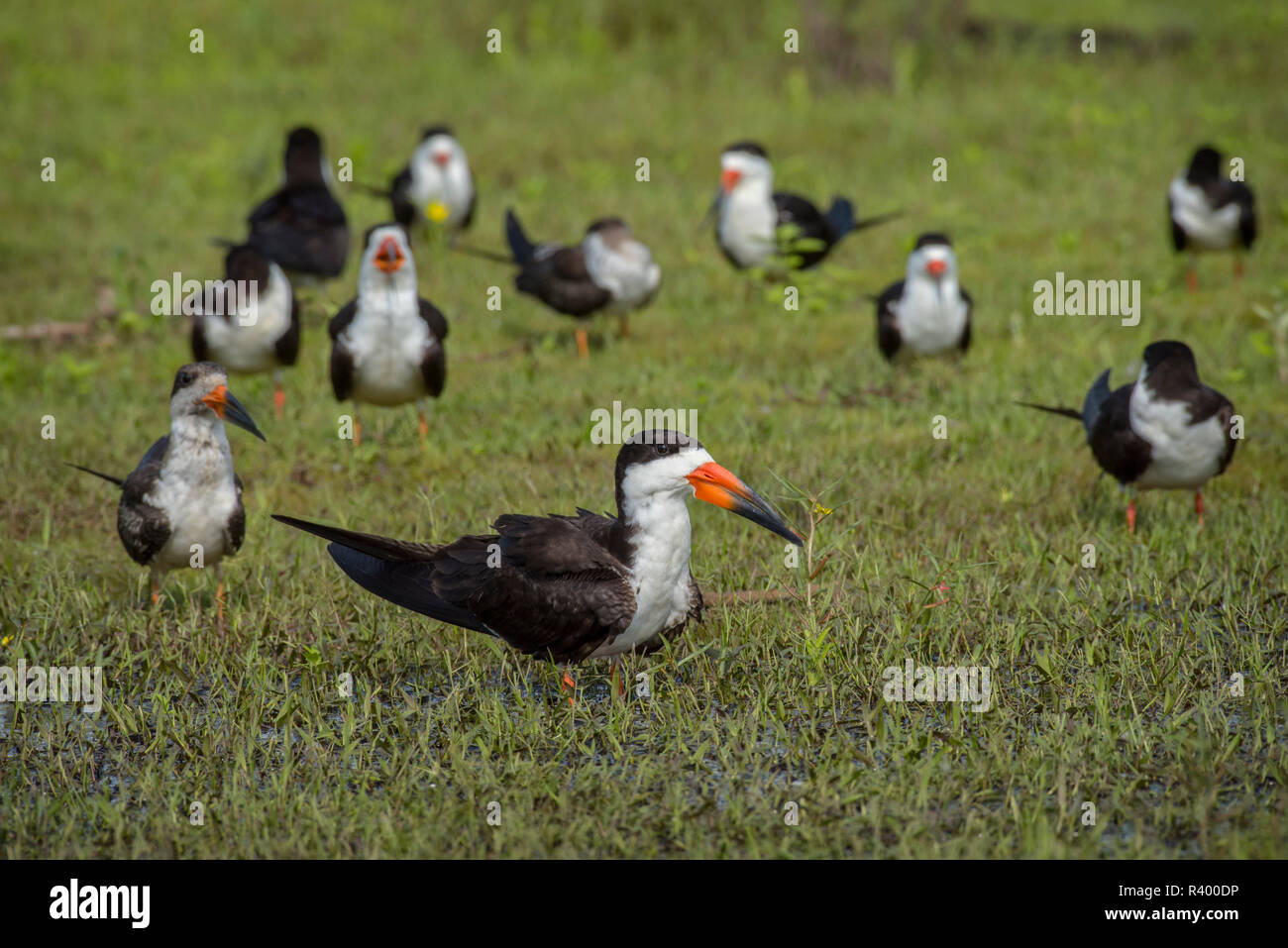 Black Skimmer (Rynchops niger), colony in swampy terrain, Pantanal, Mato Grosso do Sul, Brazil Stock Photo