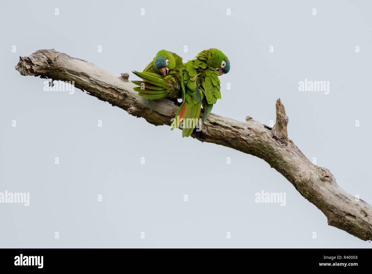 Blue-crowned Parakeets or (Psittacara acuticaudatus), animal couple on branch for plumage care, Pantanal, Mato Grosso do Sul Stock Photo