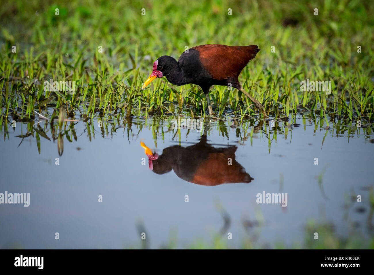 Wattled jacana (Jacana jacana) wading through swampy terrain, Pantanal, Mato Grosso do Sul, Brazil Stock Photo