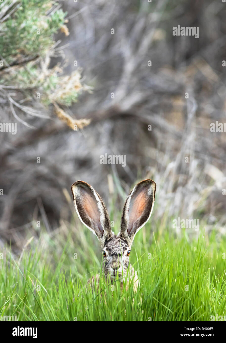 Black-tailed jackrabbit (Lepus californicus), Malheur National Wildlife ...
