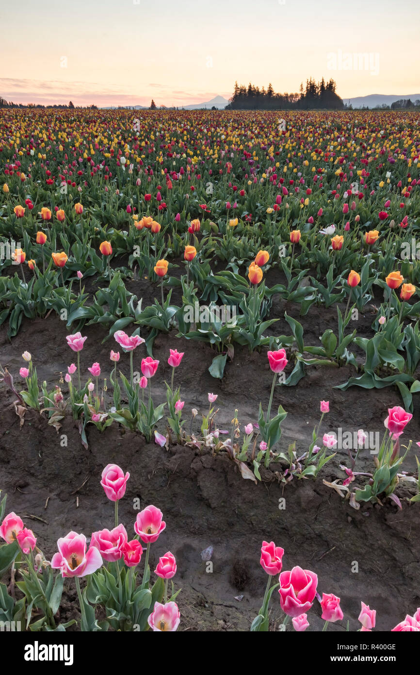 Wooden Shoe tulip farm, Woodburn, Oregon Stock Photo Alamy
