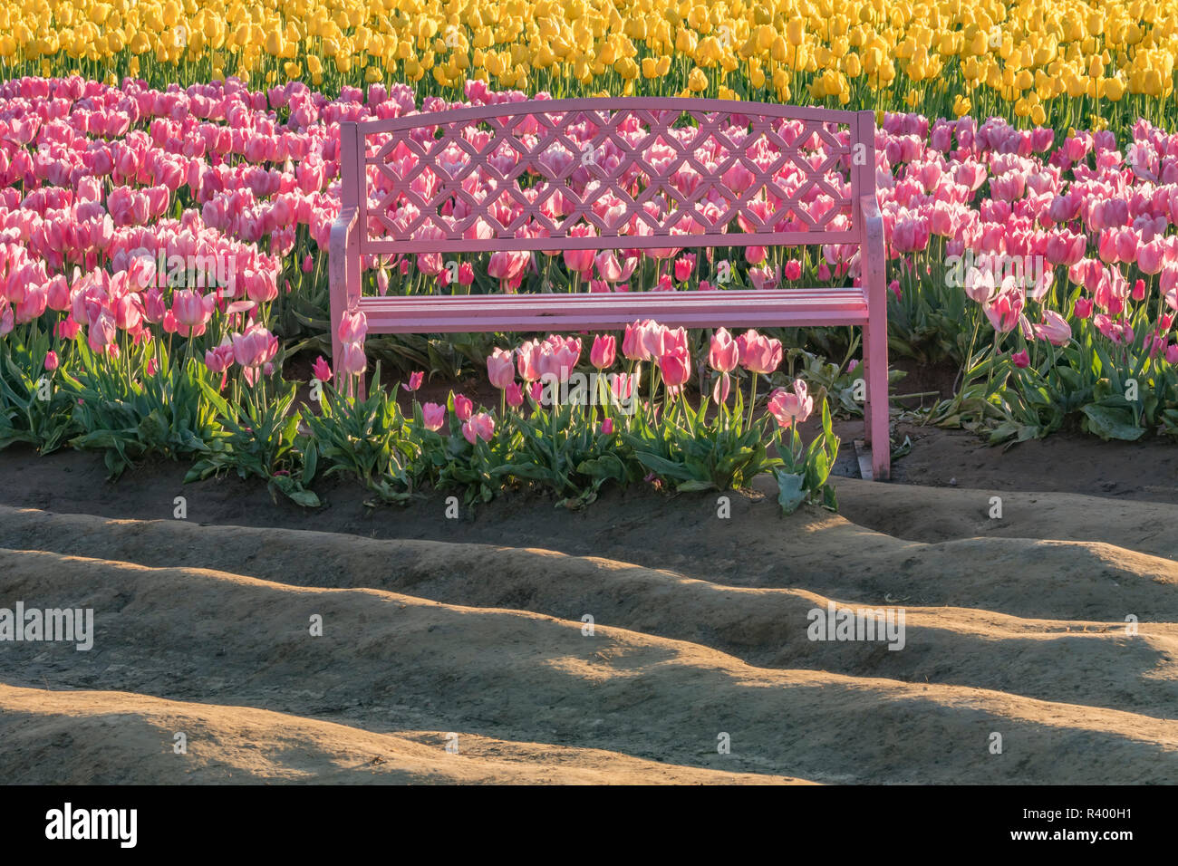 Pink bench, Wooden Shoe tulip farm, Woodburn, Oregon. Stock Photo