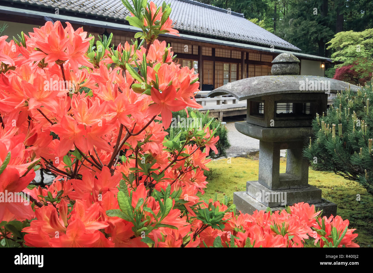 Blooming rhododendron and stone lantern, Portland Japanese Garden, Oregon. Stock Photo