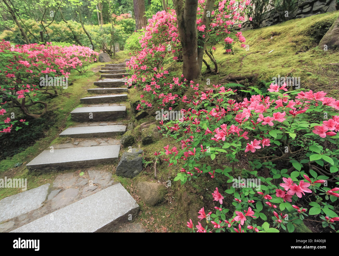 Un laghetto scuro, acero rosso giapponese, azalee rosa, una glicine viola e  altri cespugli, muschio sul terreno. Il giardino giapponese a l'Aia Foto  stock - Alamy