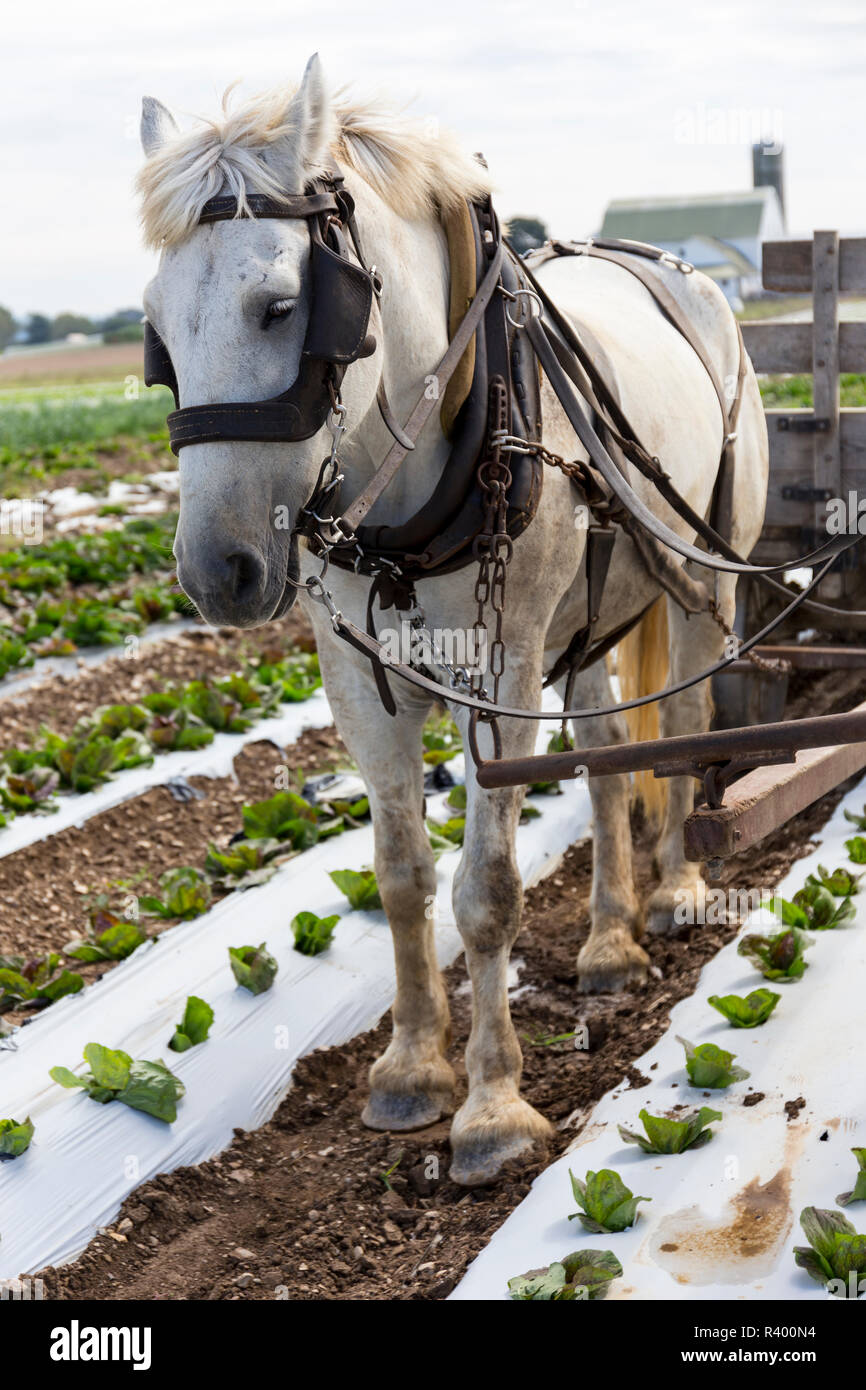 Lancaster County, Pennsylvania, USA. Harvesting lettuce in Amish country. Stock Photo