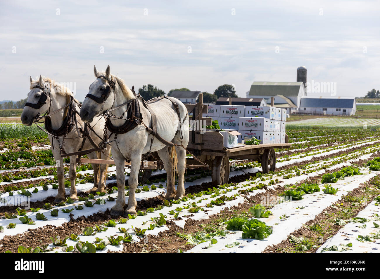 Lancaster County, Pennsylvania, USA. Harvesting lettuce in Amish country. Stock Photo