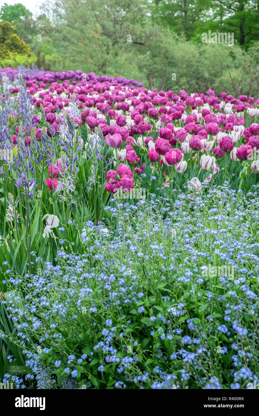 Longwood Gardens Spring Flowers Kennett Square Pennsylvania