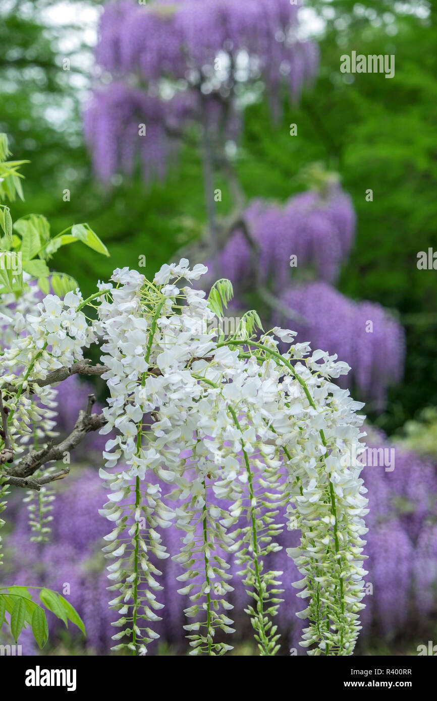 Japanese Wisteria, Longwood Gardens, Kennett Square, Pennsylvania