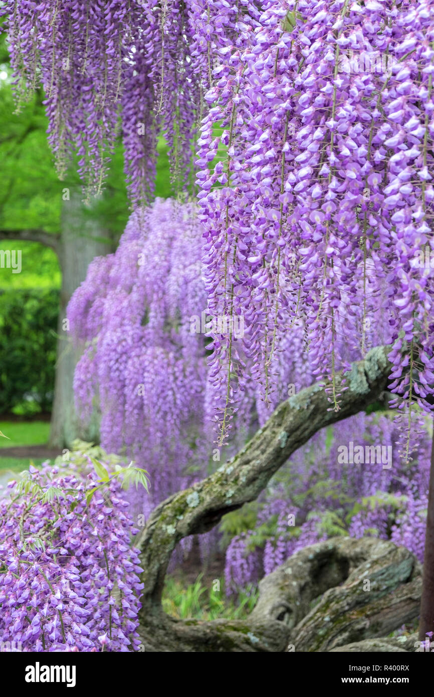 Japanese Wisteria, Longwood Gardens, Kennett Square, Pennsylvania, USA  Stock Photo - Alamy