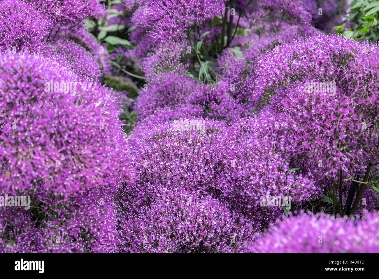 Devotion Purple Throatwort, USA Stock Photo