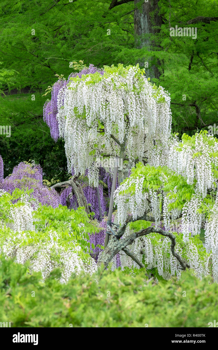 Japanese Wisteria, Longwood Gardens, Kennett Square, Pennsylvania