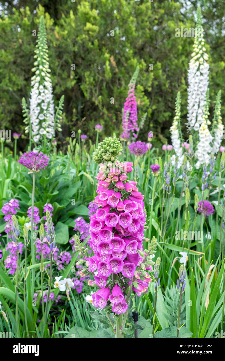 Longwood Gardens, Spring Flowers, Kennett Square, Pennsylvania, Usa Stock Photo