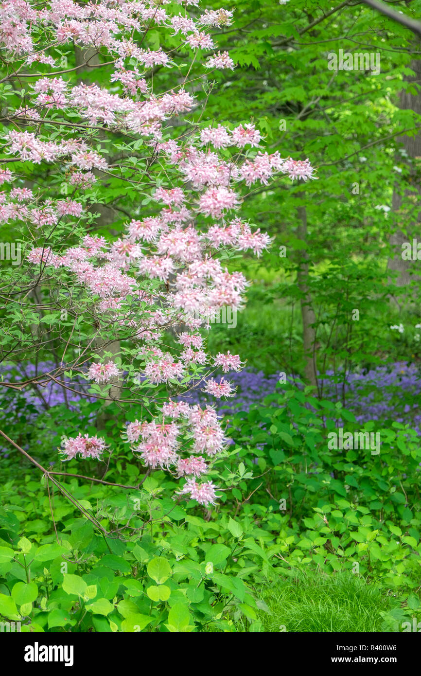 Pink Azalea, Longwood Gardens, Kennett Square, Pennsylvania, Usa Stock Photo