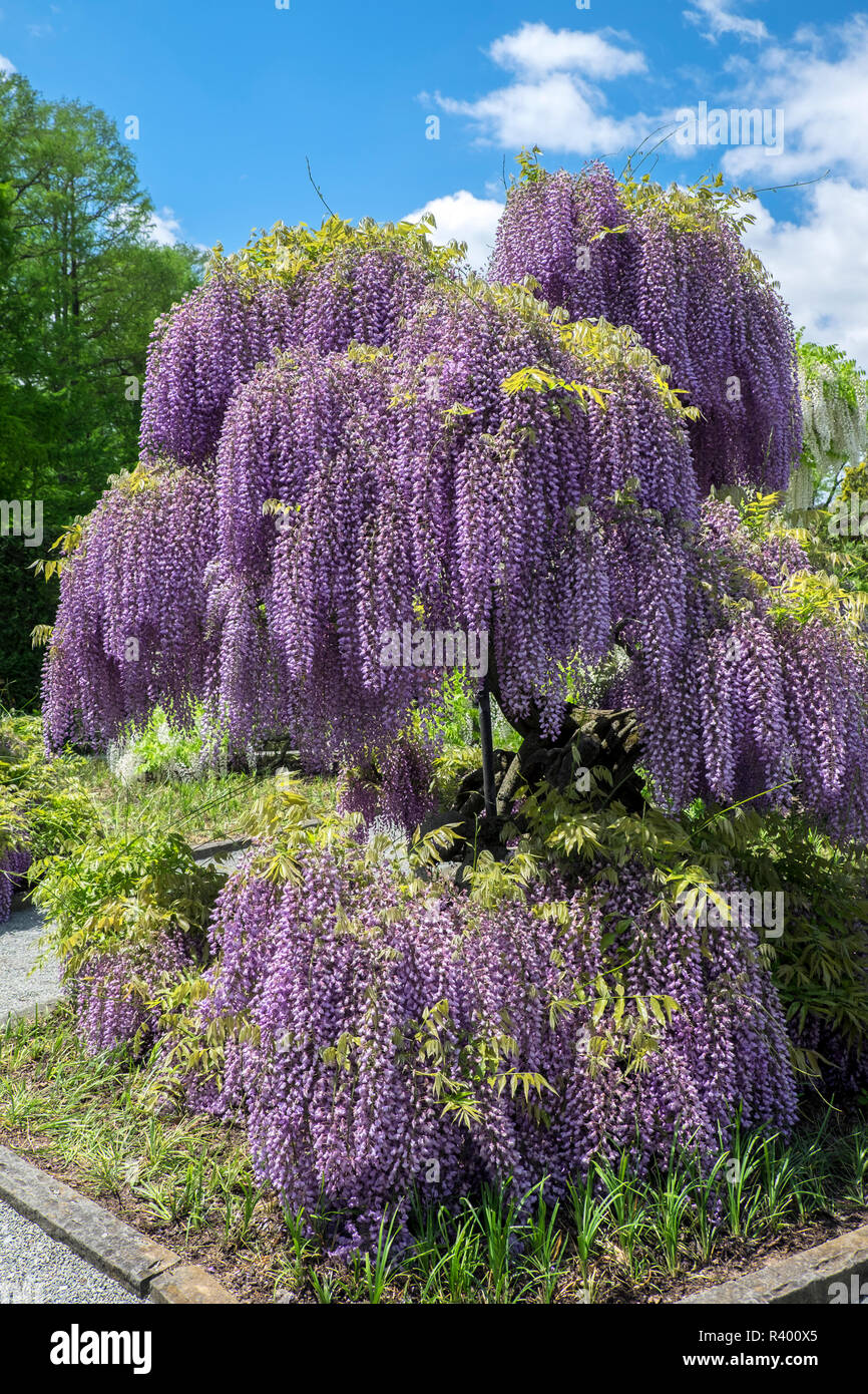 Japanese Wisteria, Longwood Gardens, Kennett Square, Pennsylvania