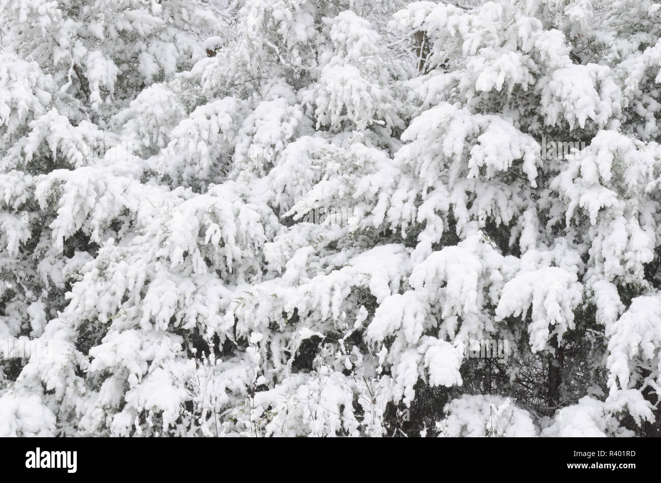 Eastern Red Cedar, Juniperus virginiana, with clinging heavy wet snow Stock Photo
