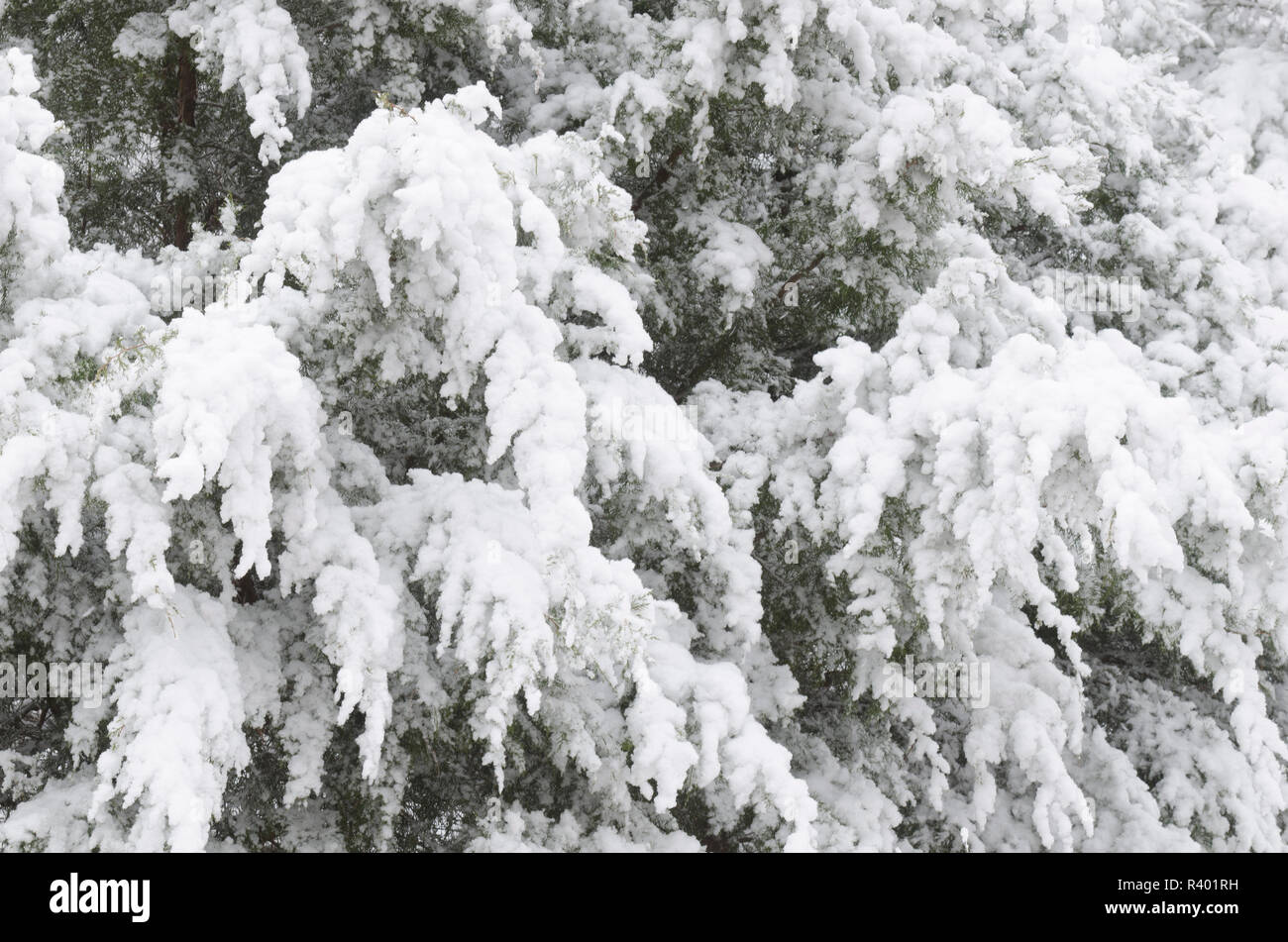 Eastern Red Cedar, Juniperus virginiana, with clinging heavy wet snow Stock Photo