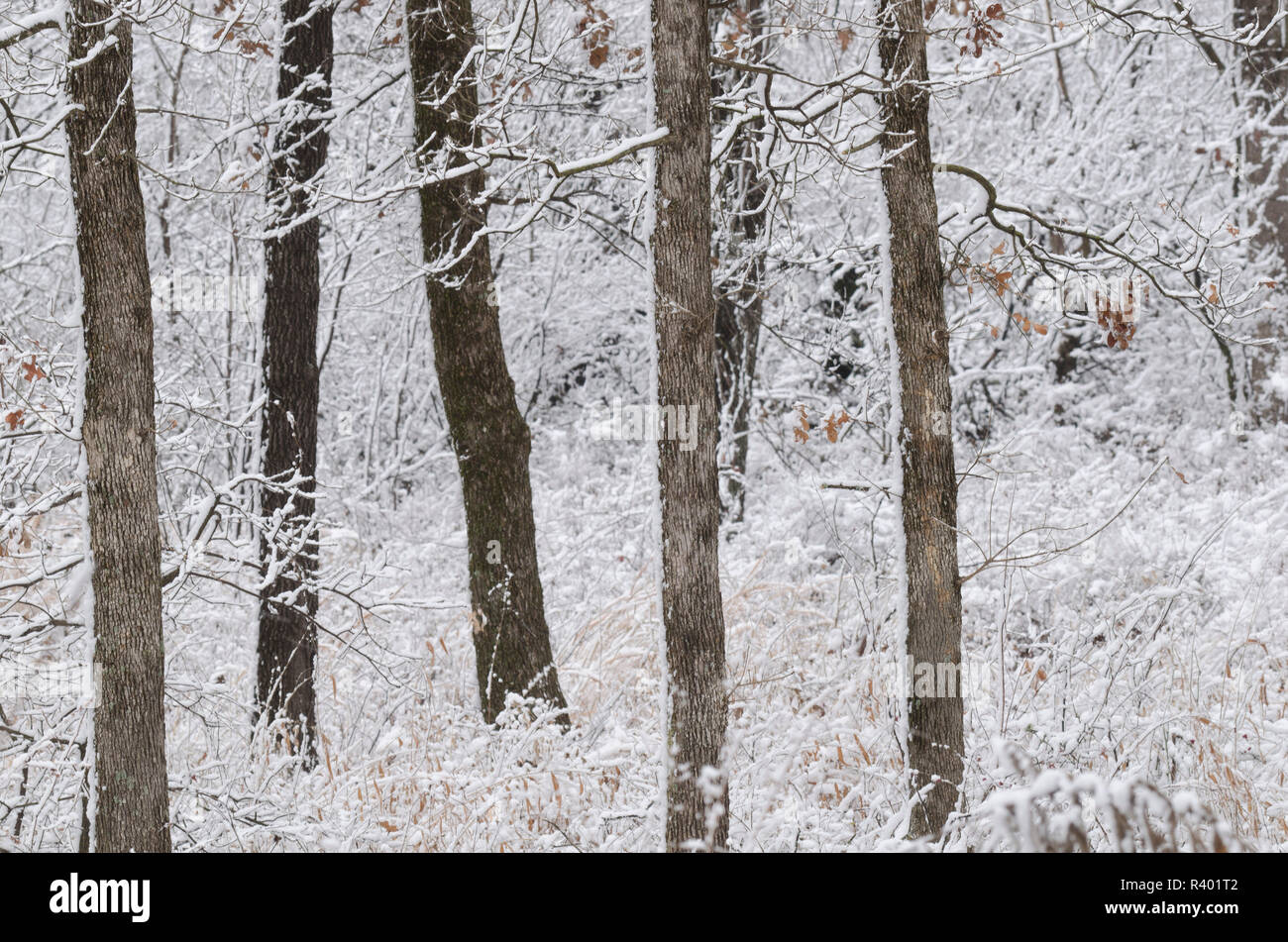 Crosstimbers forest with post oaks, Quercus stellata, in mid-winter Stock Photo