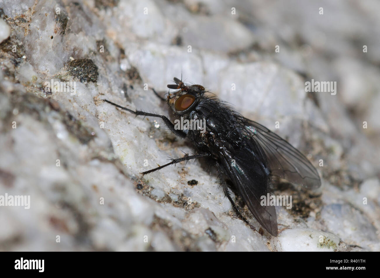 Calliphora sp hi-res stock photography and images - Alamy