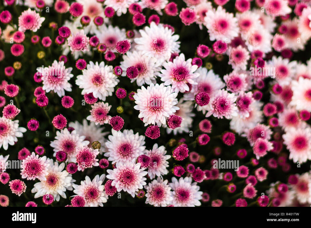 Chrysanthemum indicum hires stock photography and images Alamy