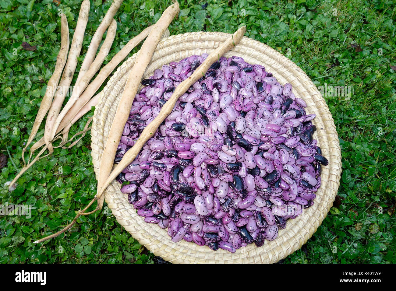 Dried runner beans in a wicker basket. (Phaseolus coccineus Stock Photo