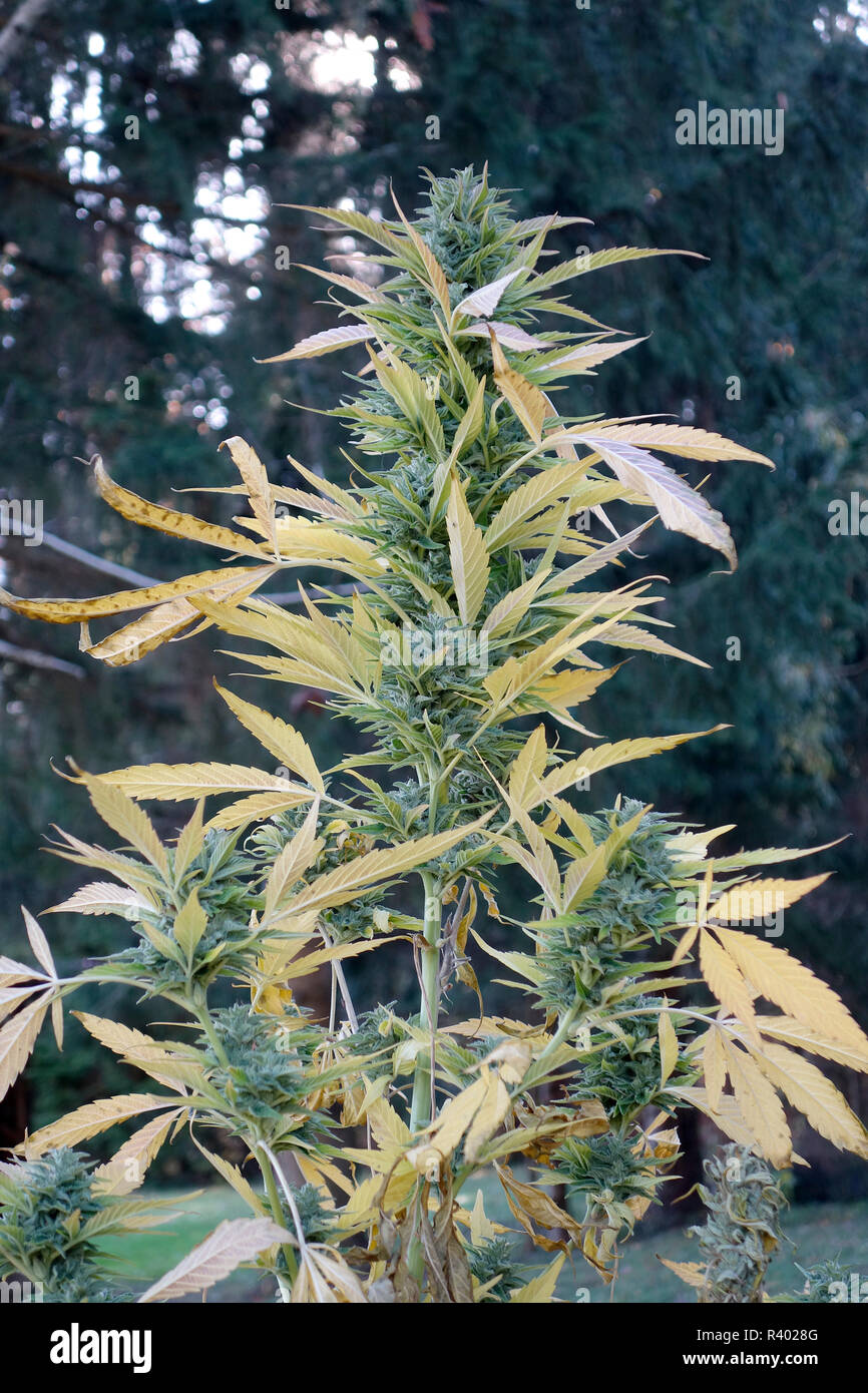 The top of cannabis plant with ripe buds Stock Photo
