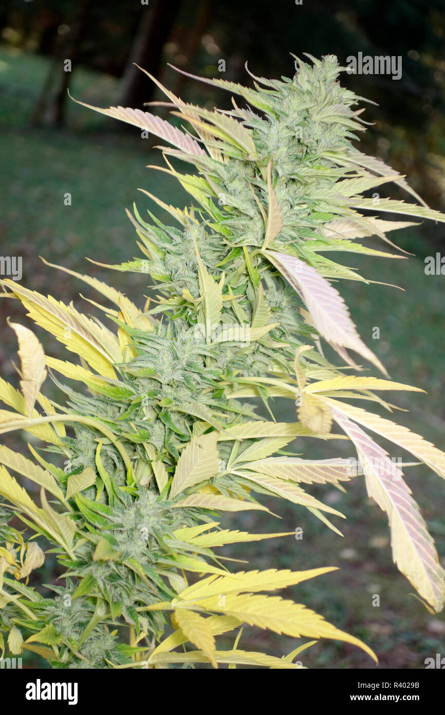 The top of cannabis plant with ripe buds Stock Photo