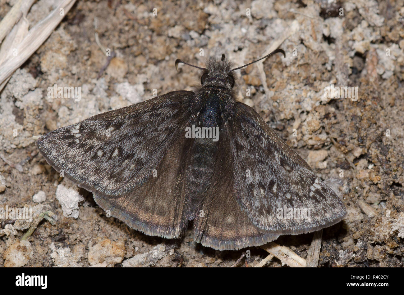 Rocky Mountain Duskywing, Gesta telemachus, male mud-puddling Stock Photo
