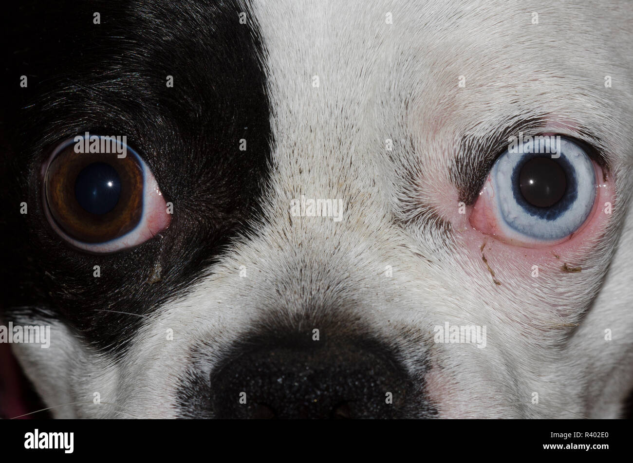 Boston Terrier, Canis lupus familiaris, eyes and face Stock Photo