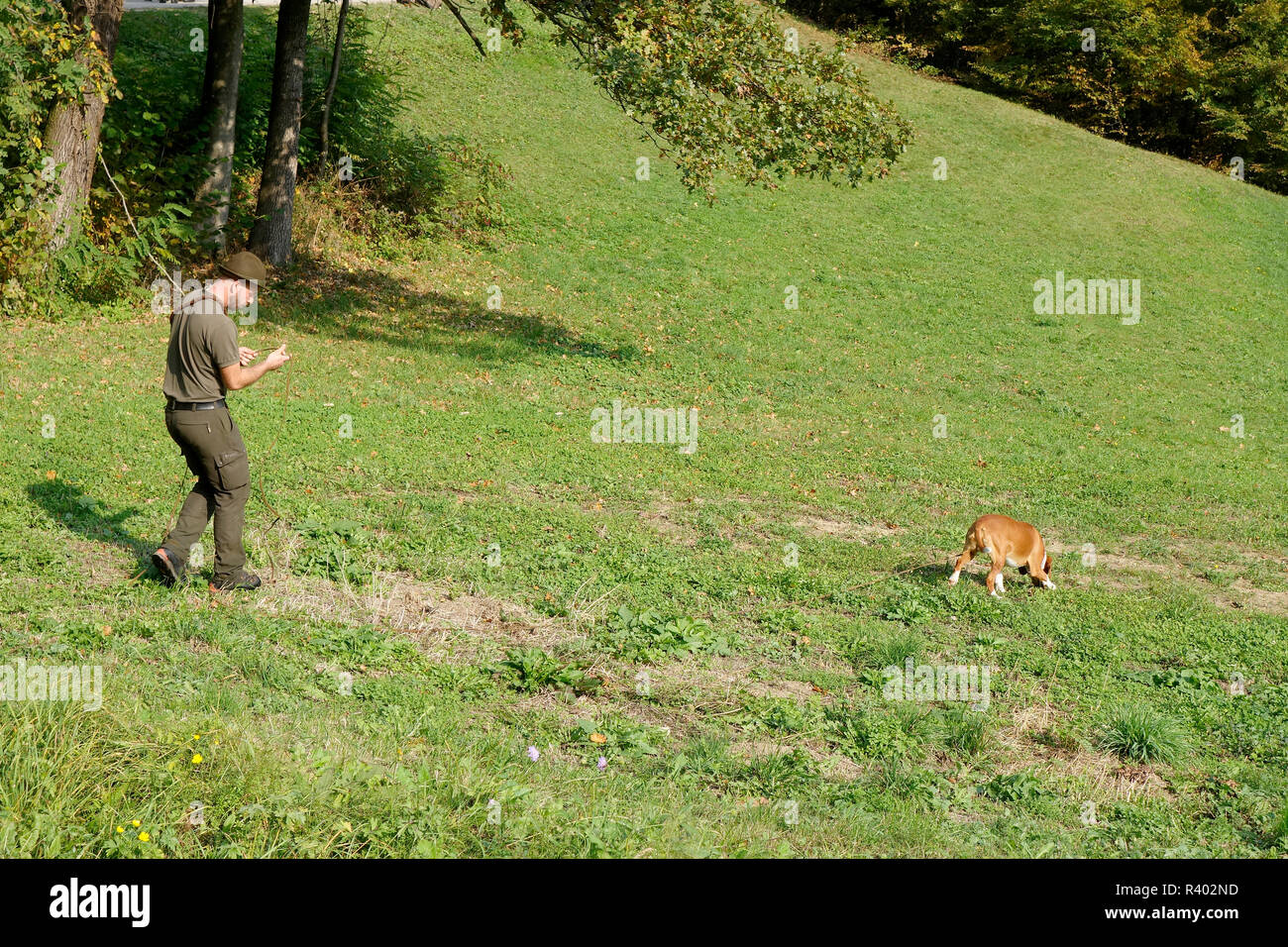 A hunter with a tracking hound on work. Stock Photo