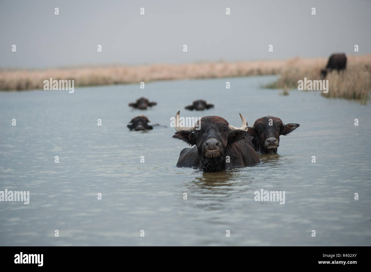 Buffalo Farming in the Marshes of Southern Iraq Stock Photo