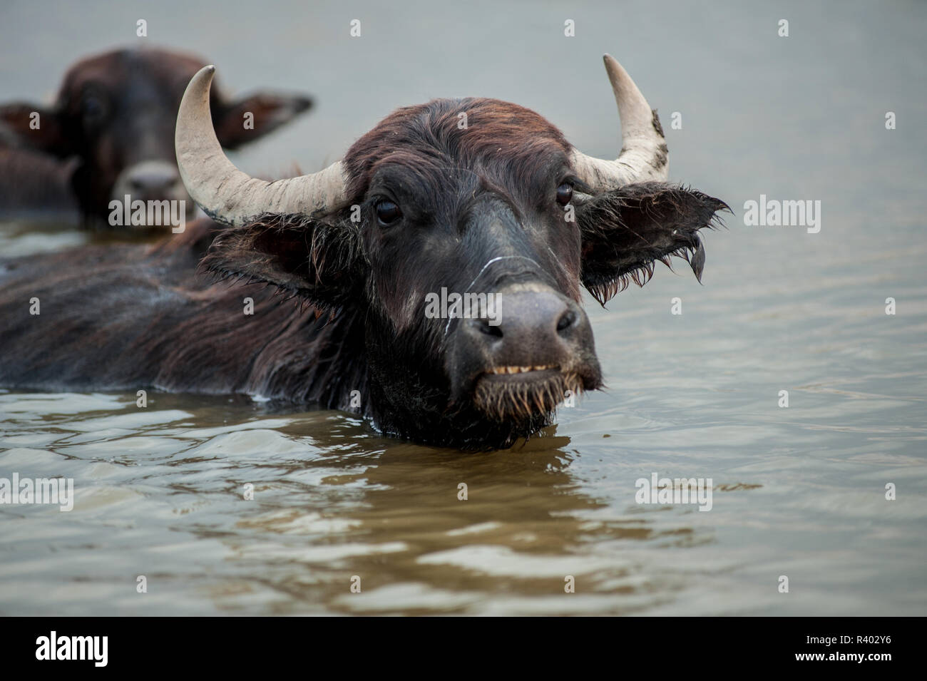 Buffalo Farming in the Marshes of Southern Iraq Stock Photo