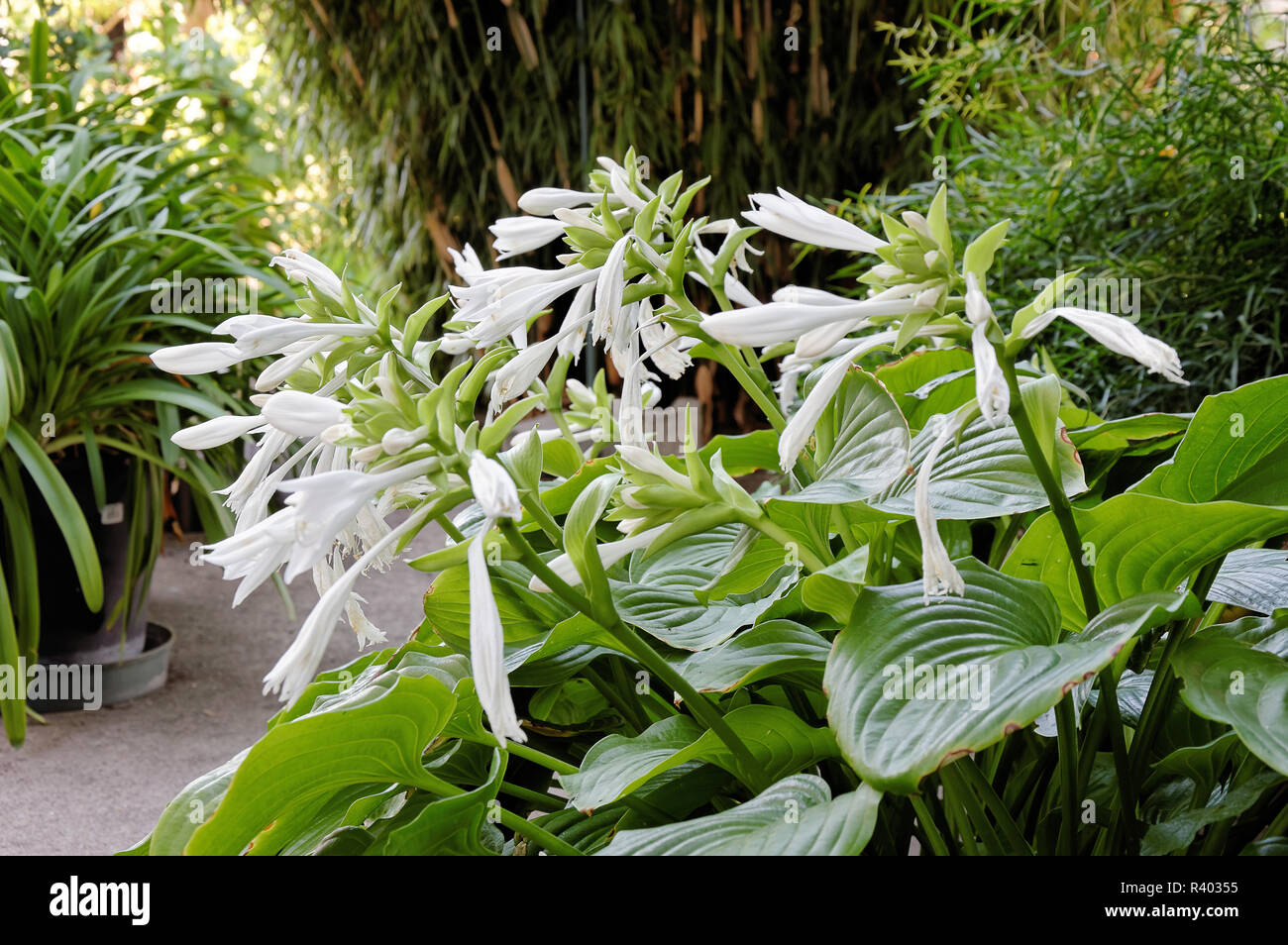 funkie,ephedium lily (hosta cultivar) Stock Photo