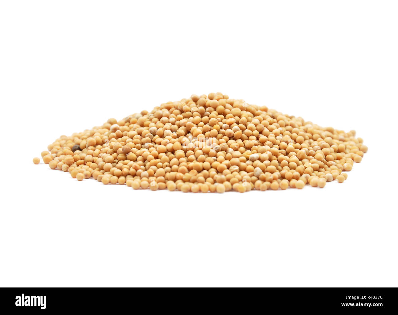 Mustard model Cut Out Stock Images & Pictures Alamy