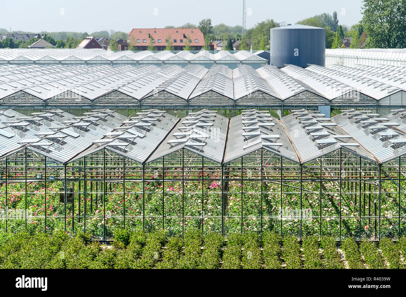 Modern farmhouse flowers hires stock photography and images Alamy